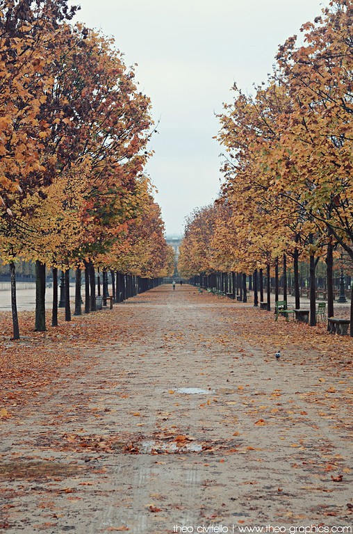 Trees-in-Paris-XL.jpg