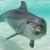 cropped-bottlenose-dolphin-001a.jpg