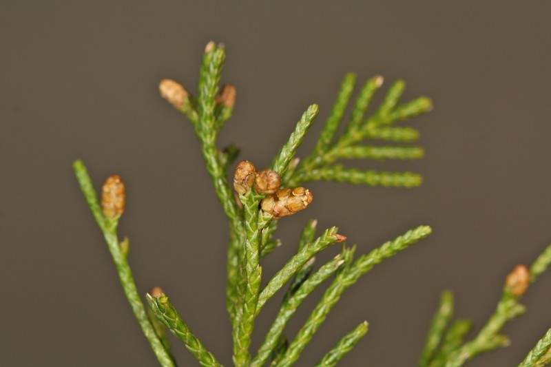 cedarbloom4web.jpg