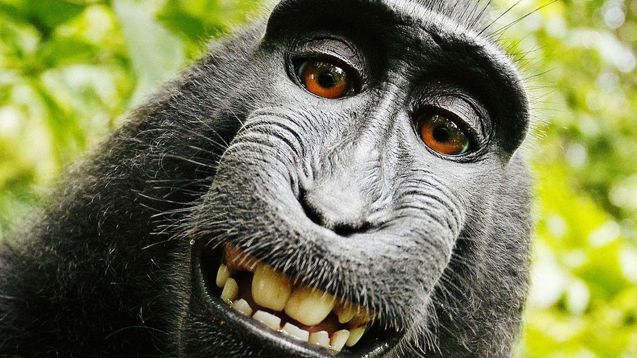 3034115-poster-p-1-the-monkey-selfie-question.jpg