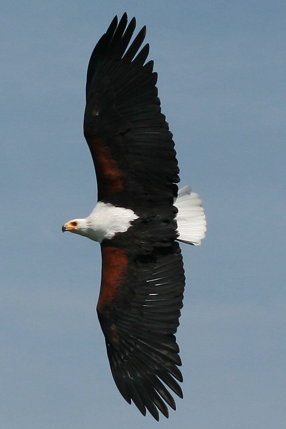 Fish_Eagle_by_mdcrisp2000.jpg