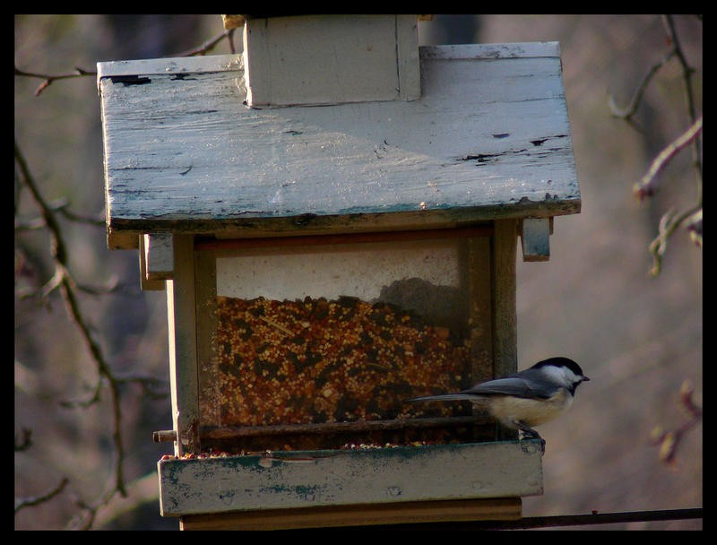 Chickadee_by_hanyo66.jpg