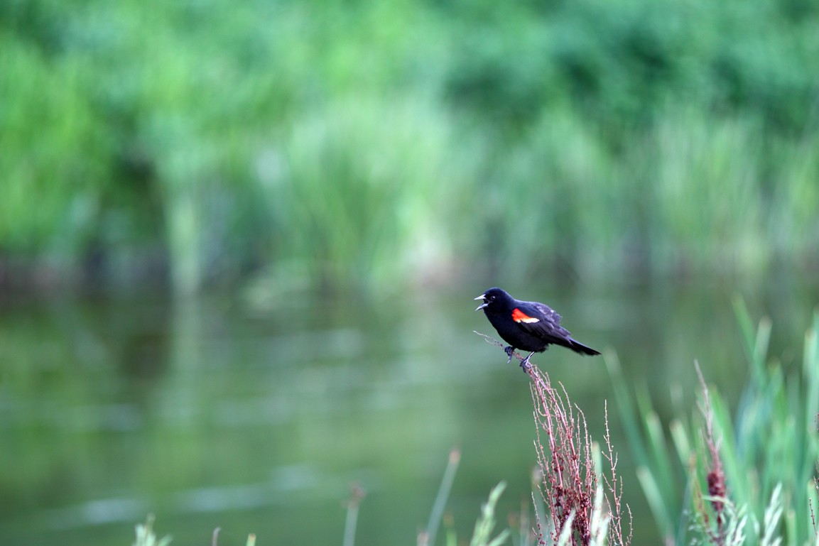 Red_winged_blackbird_by_FuturamaJSP.jpg