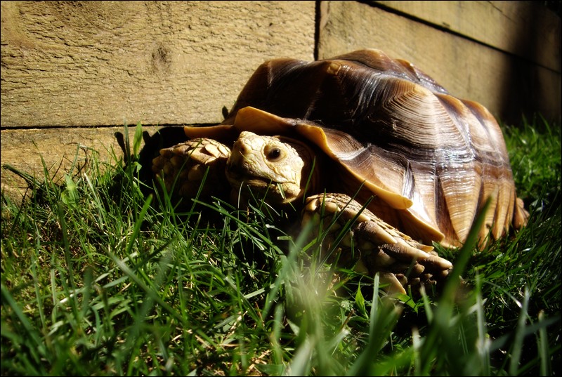 Munching_Grass_by_amnesic726.jpg