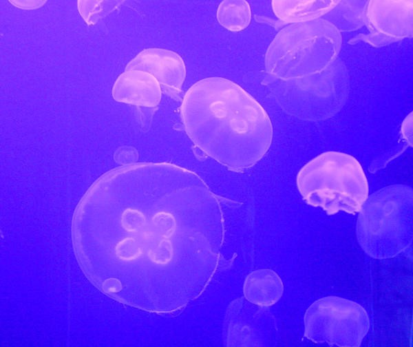 JellyFish_by_neweden.jpg