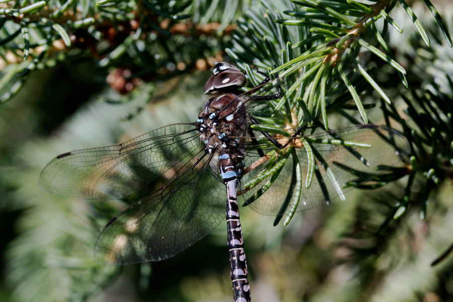 Dragonfly_on_Pine_by_mack1time.jpg