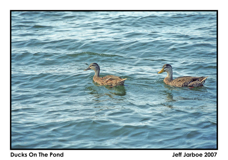 Ducks_On_The_Pond_by_JeffJarboe.jpg