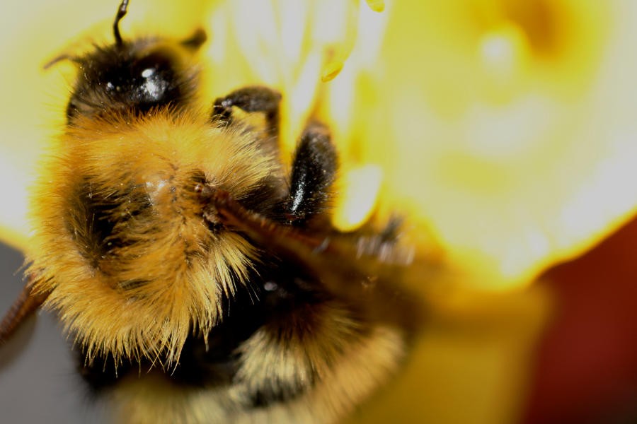 Bee_Macro_2_by_mack1time.jpg