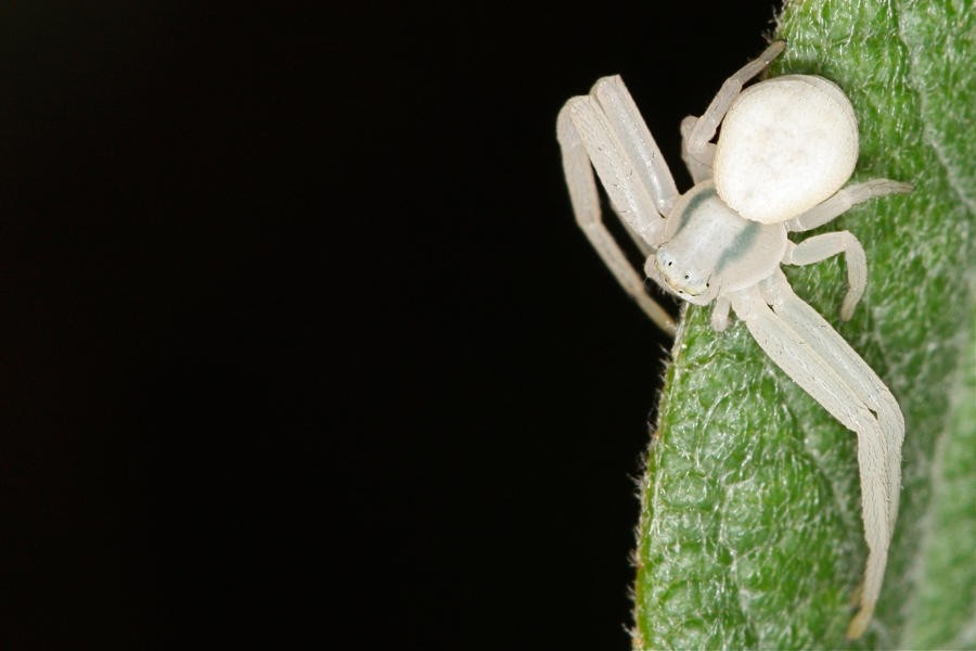 Albino_Spider_2_by_mack1time.jpg