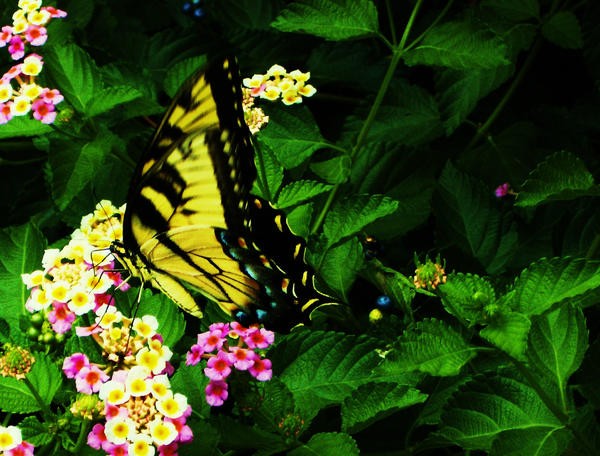 Butterfly_Flutter_bye_by_OB_LL426.jpg