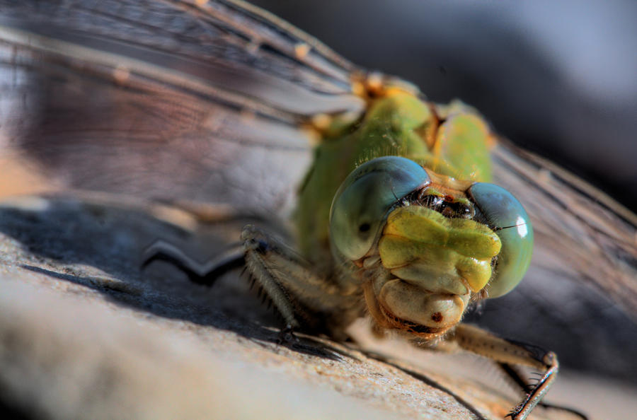 DragonFly_HDR2_by_mack1time.jpg