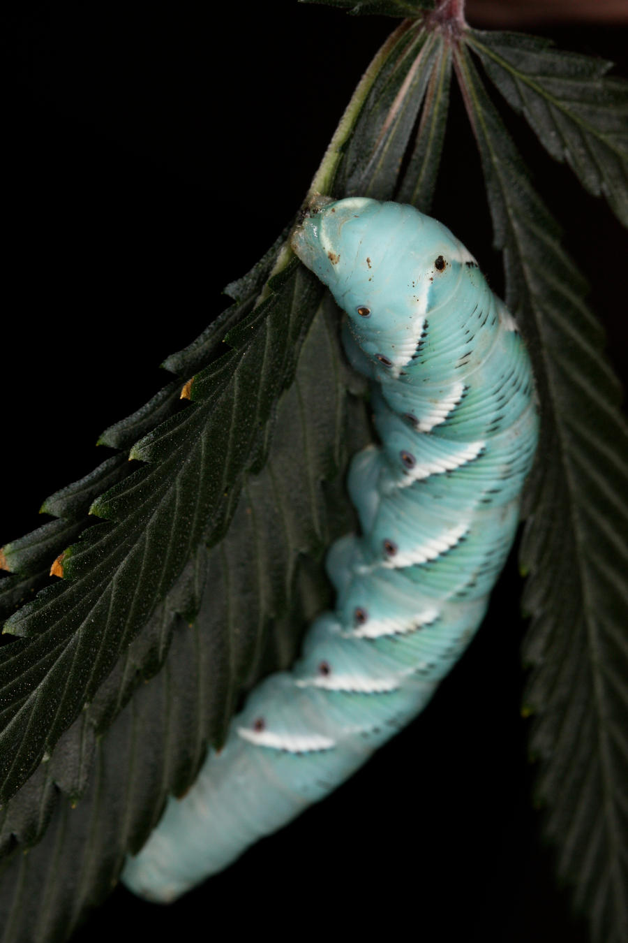 Green_Caterpillar_2_by_mack1time.jpg