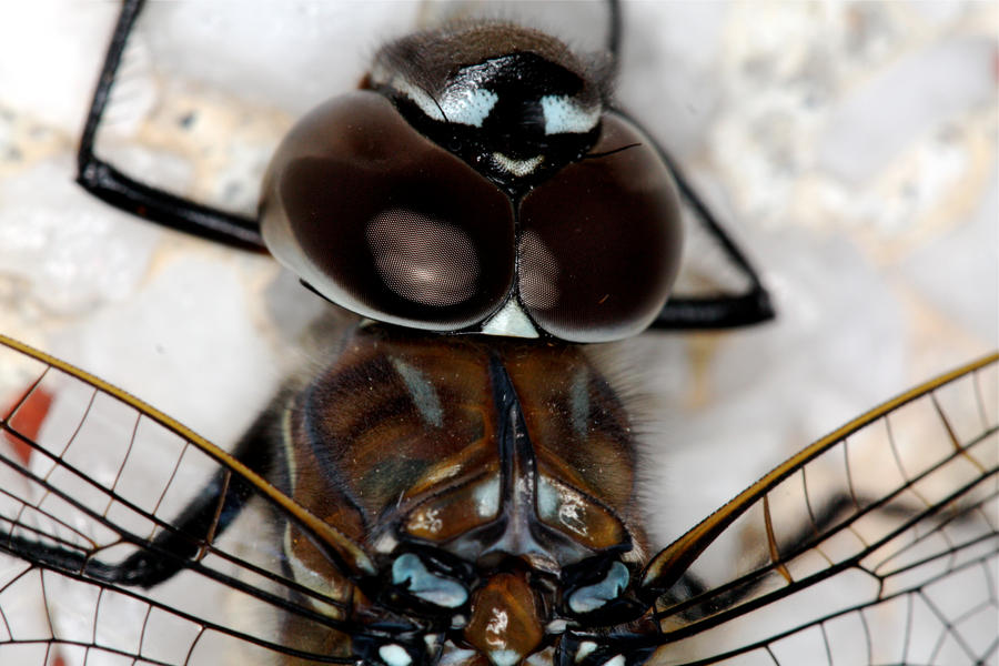 DragonFly_Eyes2_by_mack1time.jpg