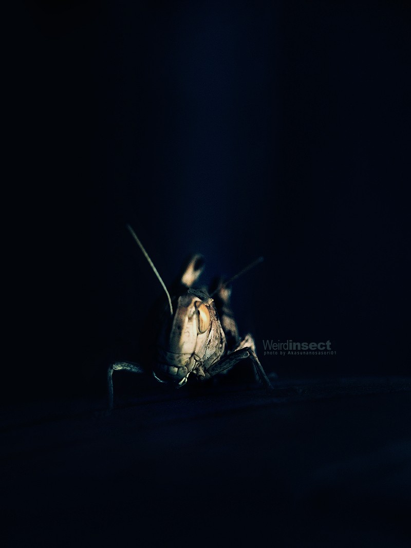 Weird_insect_by_Akasunanosasori01.jpg