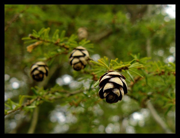 Pine_Cones_by_hanyo66.jpg