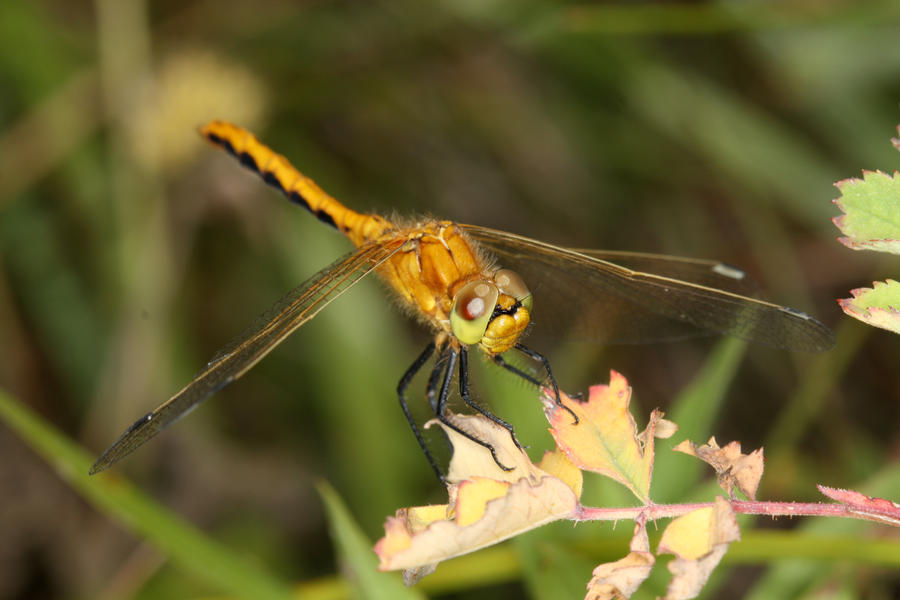 Yellow_Dragonfly1_by_mack1time.jpg