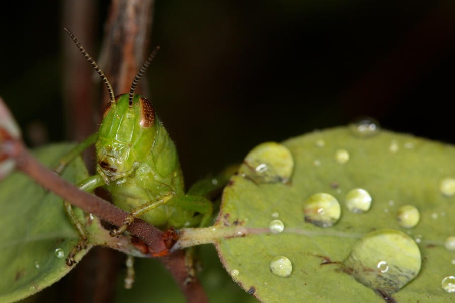 Green_Cricket_by_mack1time.jpg