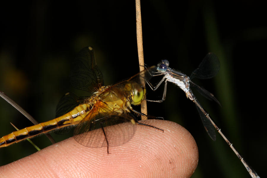 Dragonfly_and_Damselfly_by_mack1time.jpg