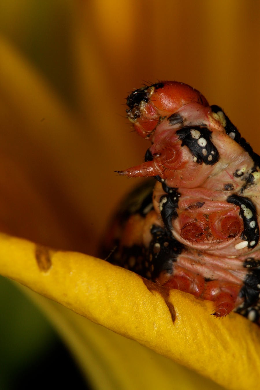 Caterpillar_dance_by_mack1time.jpg