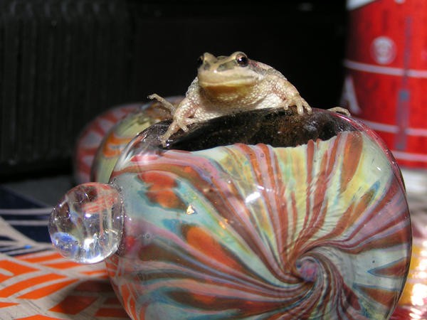 frog_in_pipe_by_mack1time.jpg