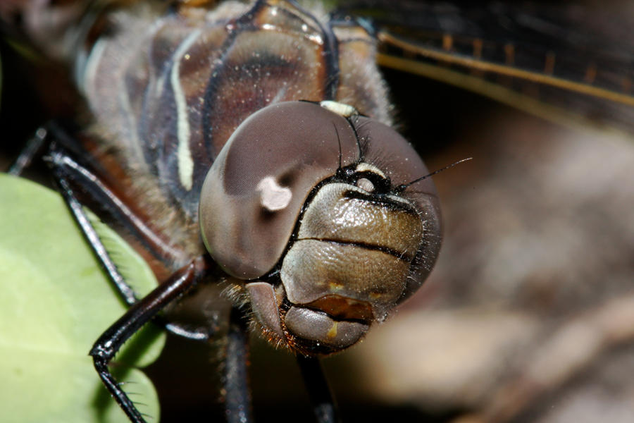 Dragonfly_Eyes_by_mack1time.jpg