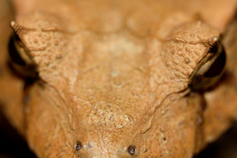 leaf_frog_macro_by_mack1time.jpg