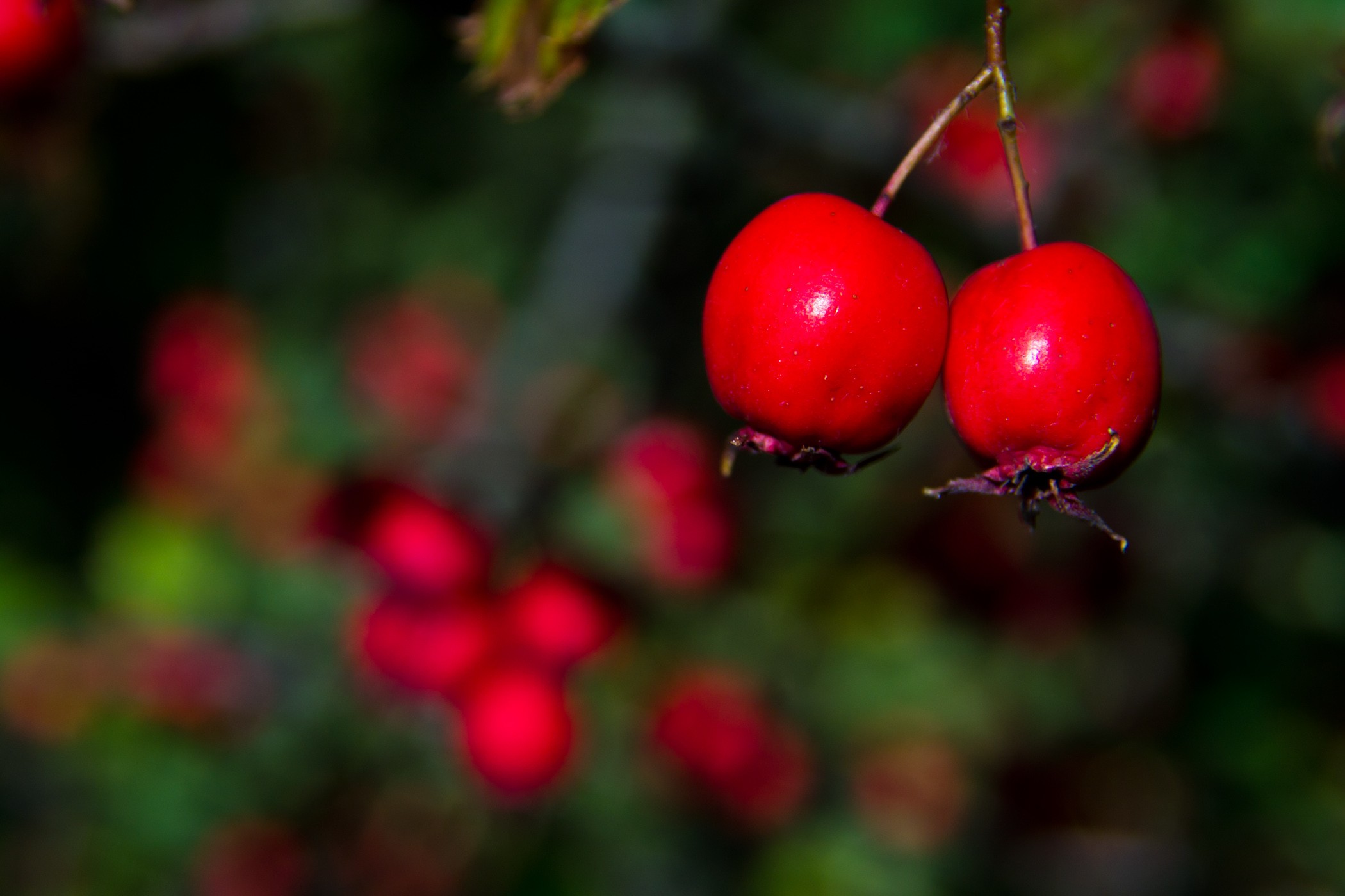 berries_by_pianoblack97-d49zycp.jpg