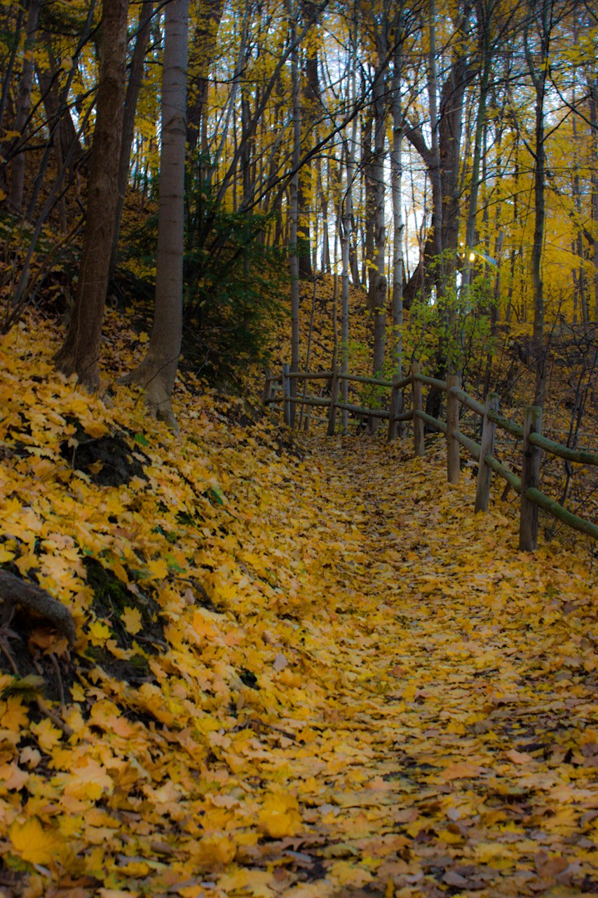 Fall_Path_by_sideways_8.jpg