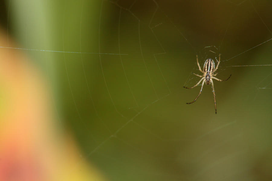 Backyard_Spider_by_mack1time.jpg