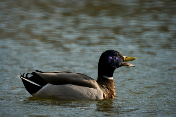 quacking_duck_by_LytestylePhotography.jpg