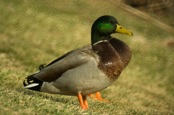 duck_on_land_by_LytestylePhotography.jpg