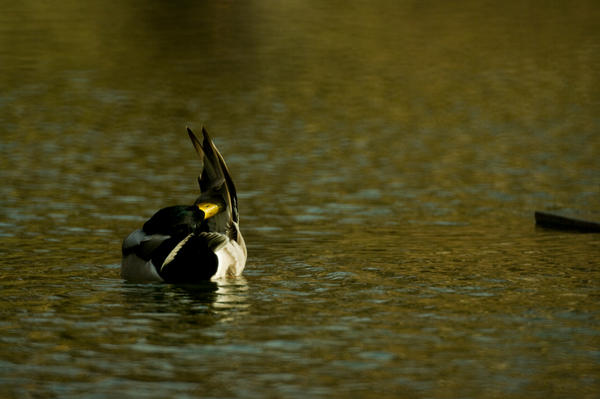 duck_on_water_2_by_LytestylePhotography.jpg