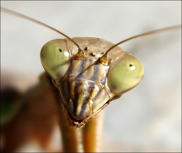 Praying_Mantis_by_amnesic726.jpg