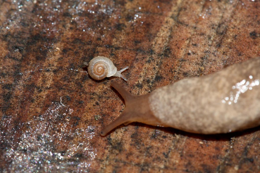 Slug_vs_Snail_by_mack1time.jpg