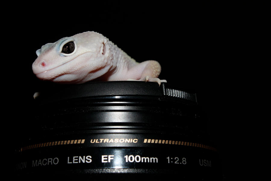 Lens_Hugger_1_by_mack1time.jpg