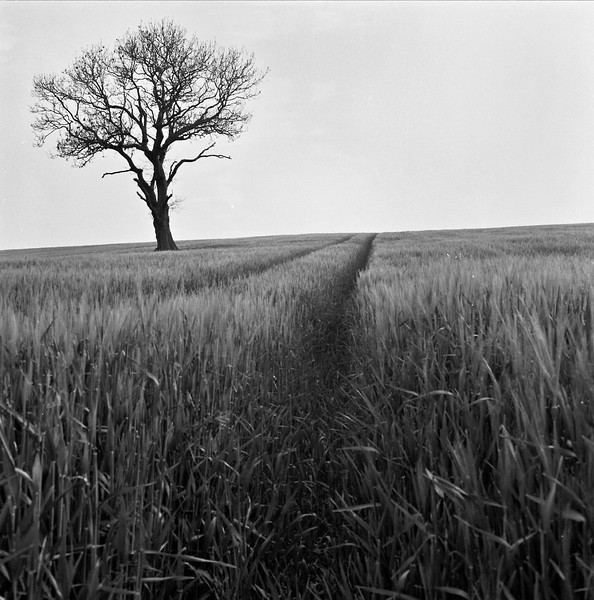 lone%20tree2-L.jpg