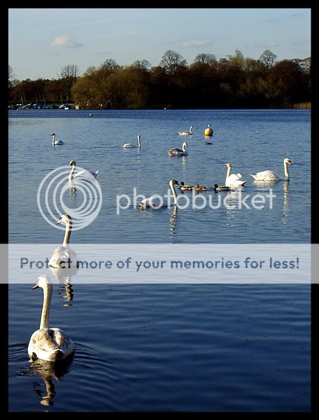 Swan-Lake-1.jpg