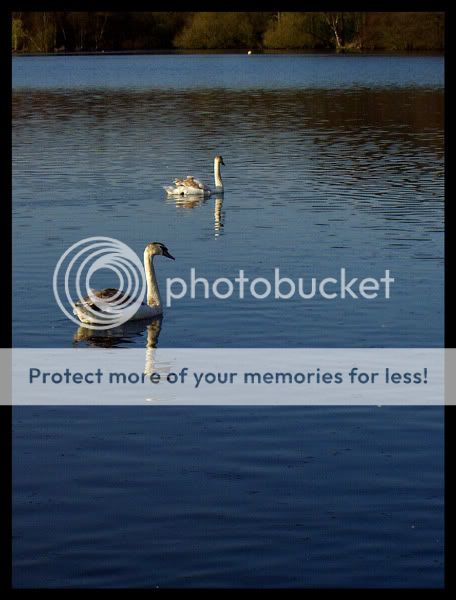 Swan-Lake-2.jpg