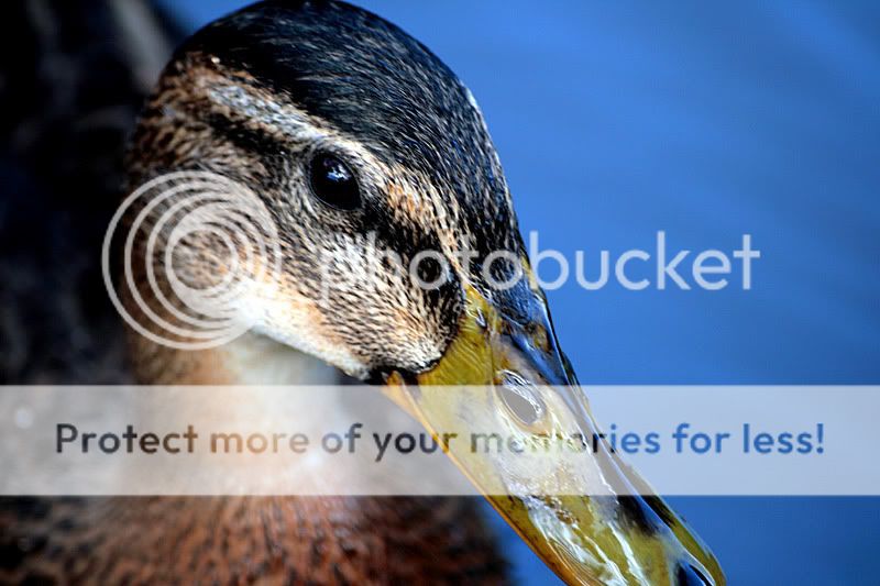 Ducks-eye.jpg