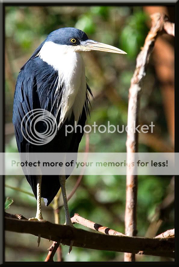 AustraliaBird1.jpg