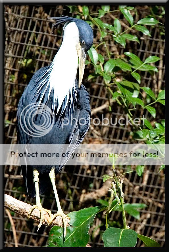 AustraliaBird3.jpg