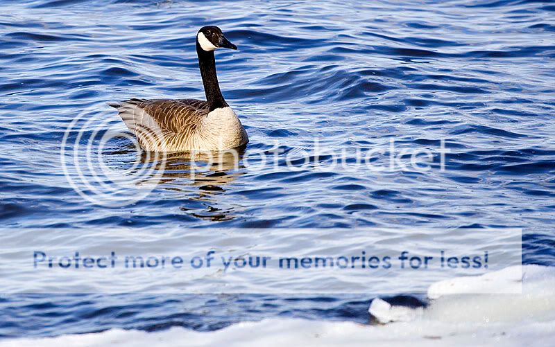 Goose-09-1.jpg