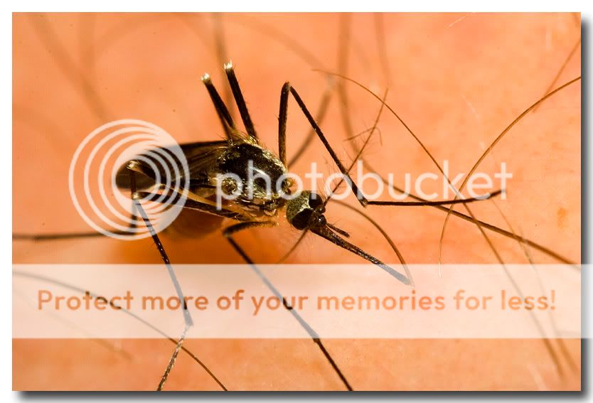 mosquito3.jpg