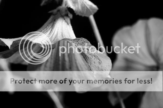 BWFlowersharpened2.jpg