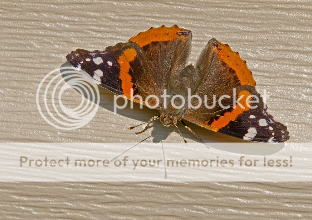 ButterflyonGarage021copy.jpg