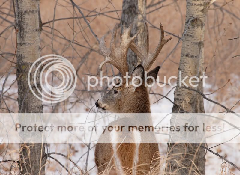 whitetailbuck6JPG.jpg