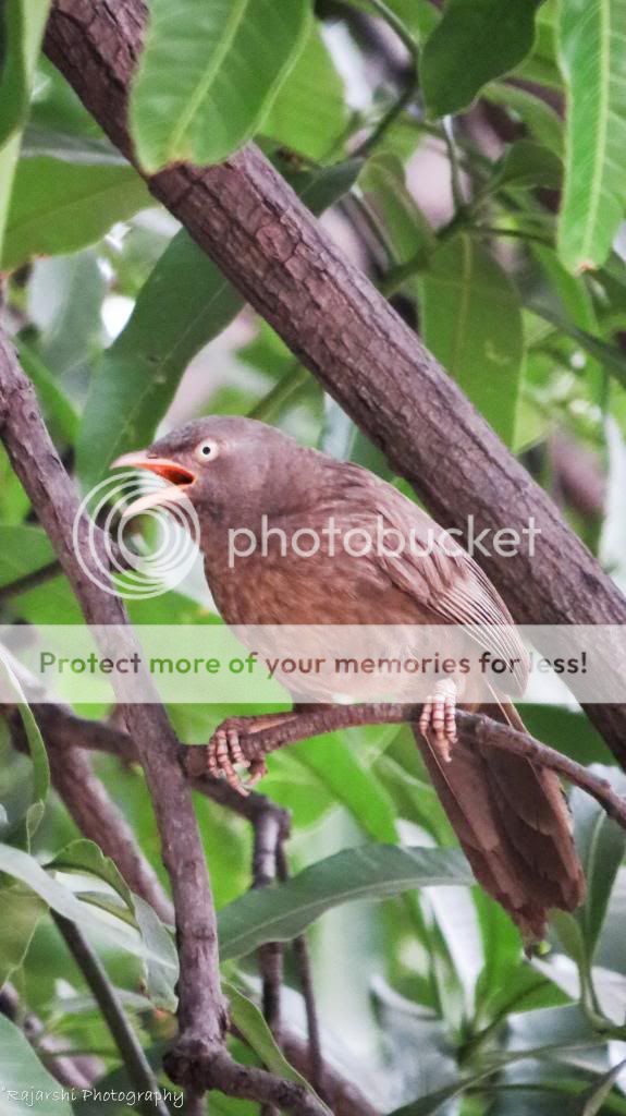 YellowBilledBabbler_zpscf701d8e.jpg