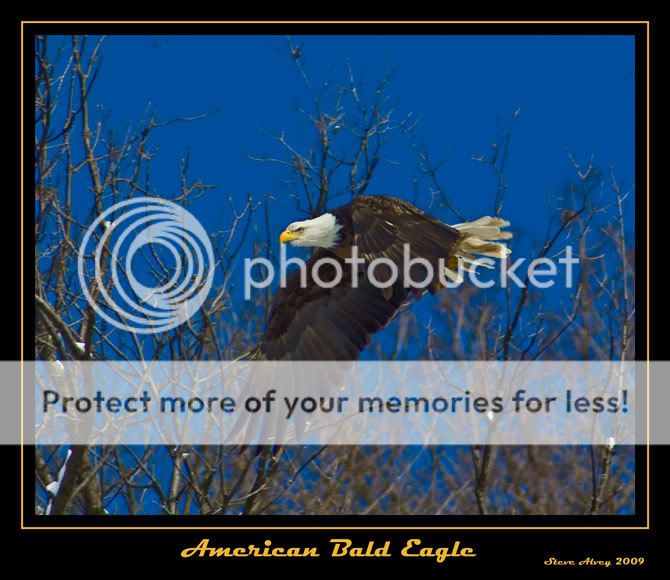 American-Bald-Eagle-0966.jpg