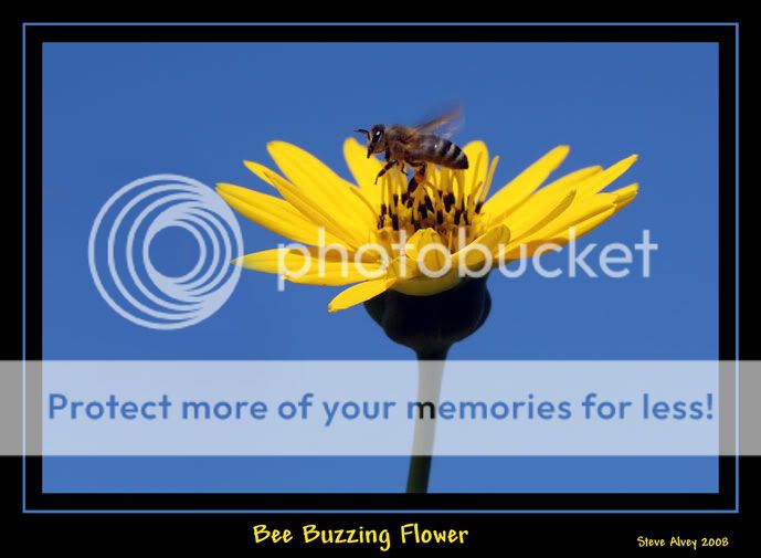 Bee-buzzing-flower-6310b.jpg