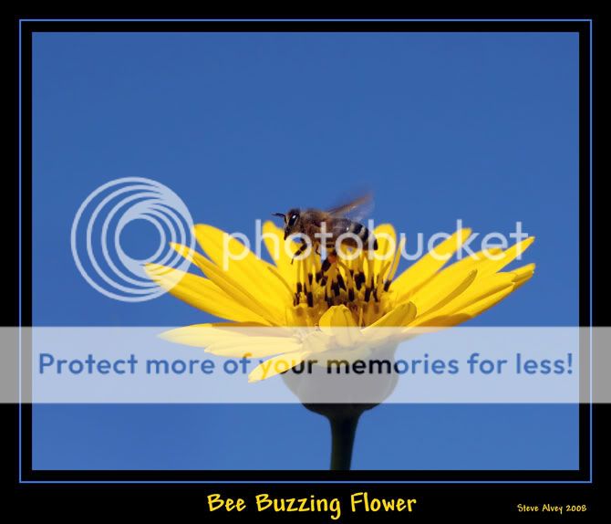 Bee-buzzing-flower-6310c.jpg